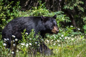 Strolling Through the Flowers